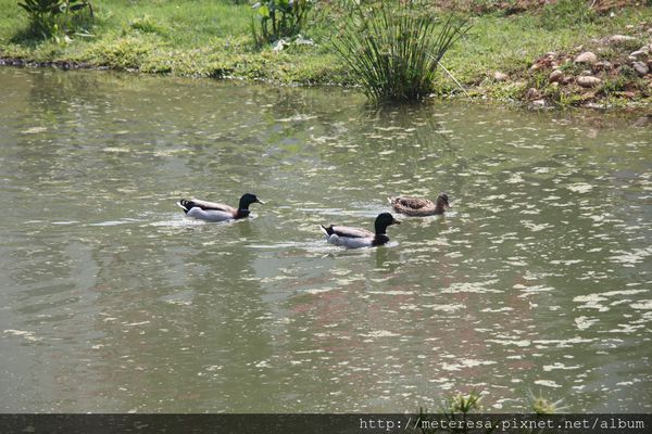 IMG_9146.JPG IMG_9146.JPG