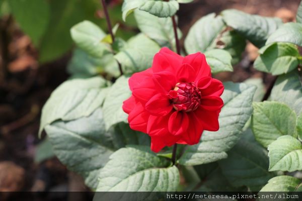 IMG_9218.JPG IMG_9218.JPG