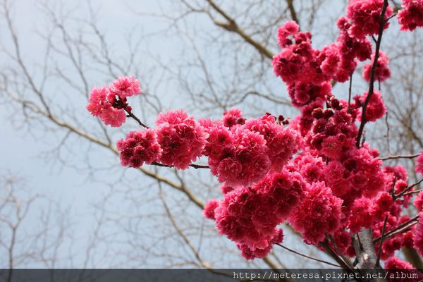 IMG_9196.JPG IMG_9196.JPG