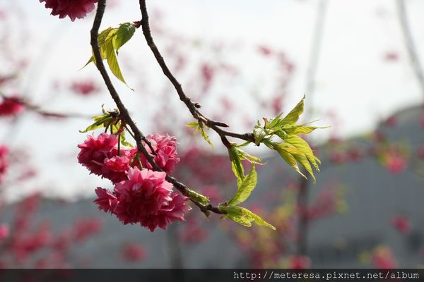 IMG_9172.JPG IMG_9172.JPG