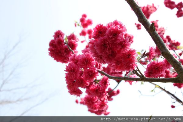 IMG_9185.JPG IMG_9185.JPG