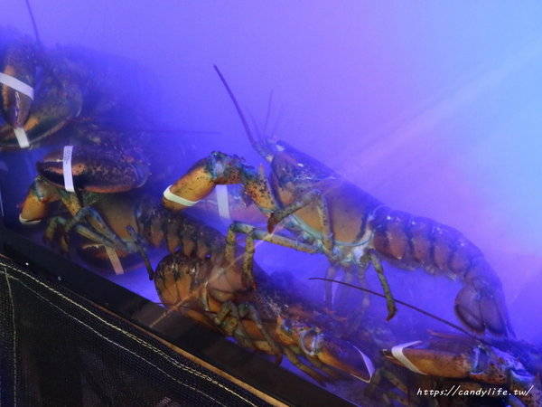 源鍋精緻鍋物:台中美食│源鍋〃活體海鮮鍋一人獨享,鮮味指數大爆表!激推麻油系列~