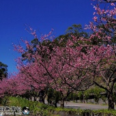 新店花園新城賞櫻