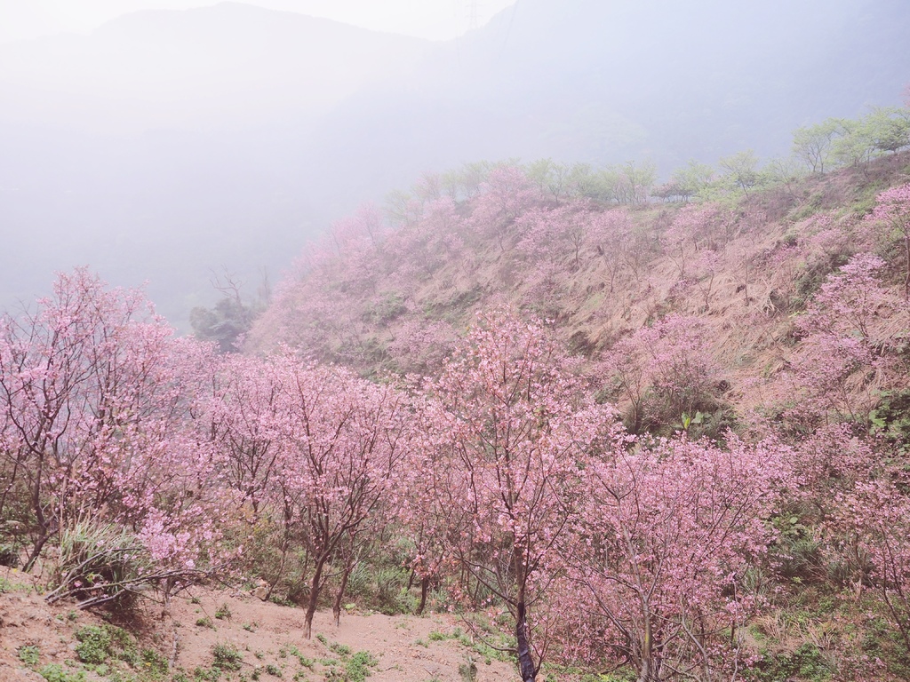 三峽熊空櫻花林29.jpg 三峽熊空櫻花林29.jpg