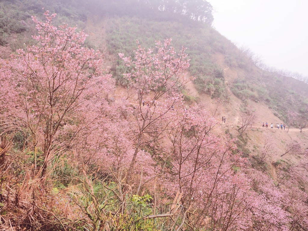 三峽熊空櫻花林15.jpg 三峽熊空櫻花林15.jpg
