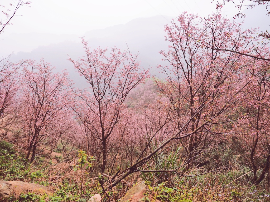 三峽熊空櫻花林20.jpg 三峽熊空櫻花林20.jpg