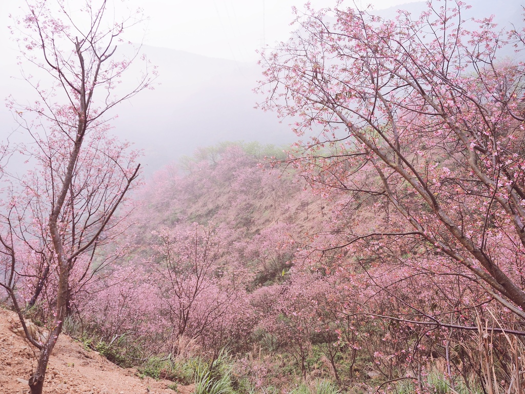 三峽熊空櫻花林24.jpg 三峽熊空櫻花林24.jpg
