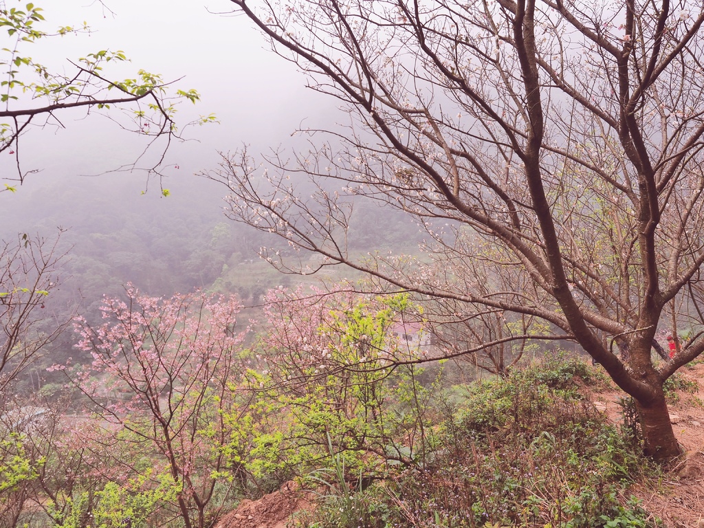 三峽熊空櫻花林11.jpg 三峽熊空櫻花林11.jpg
