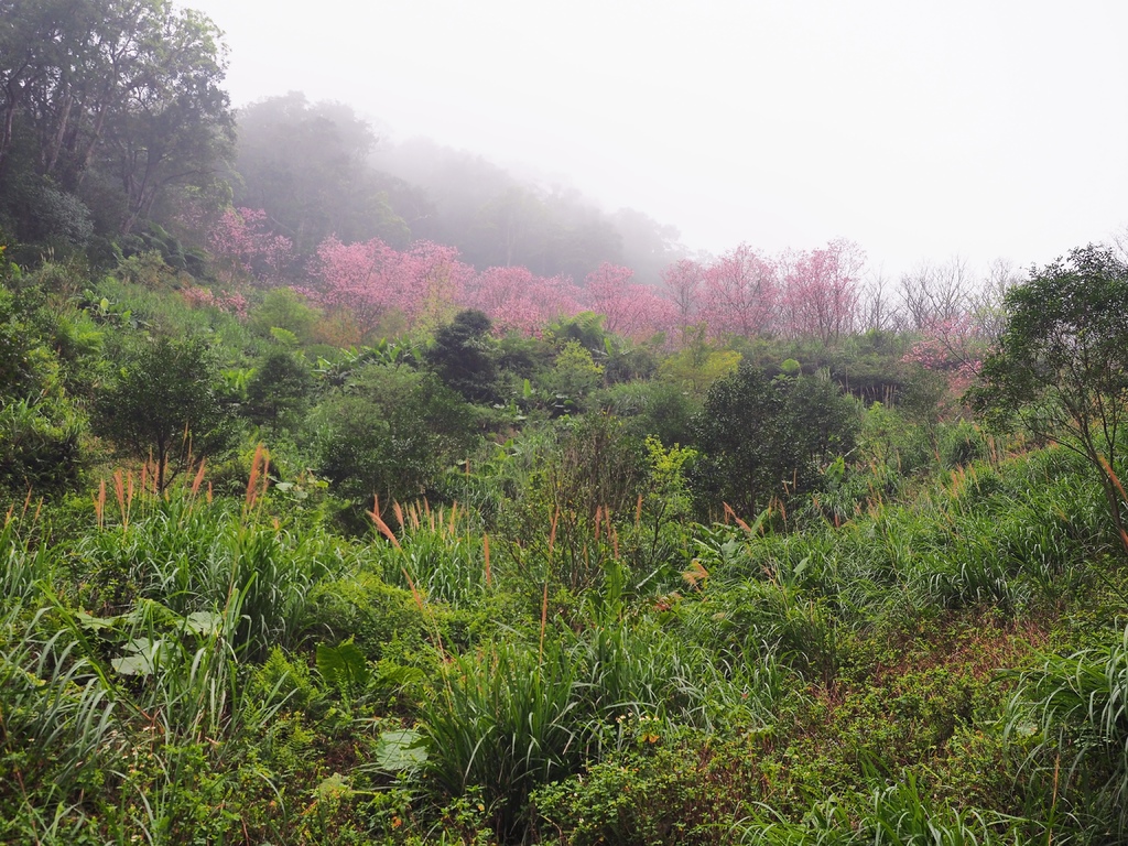 三峽熊空櫻花林5.jpg 三峽熊空櫻花林5.jpg