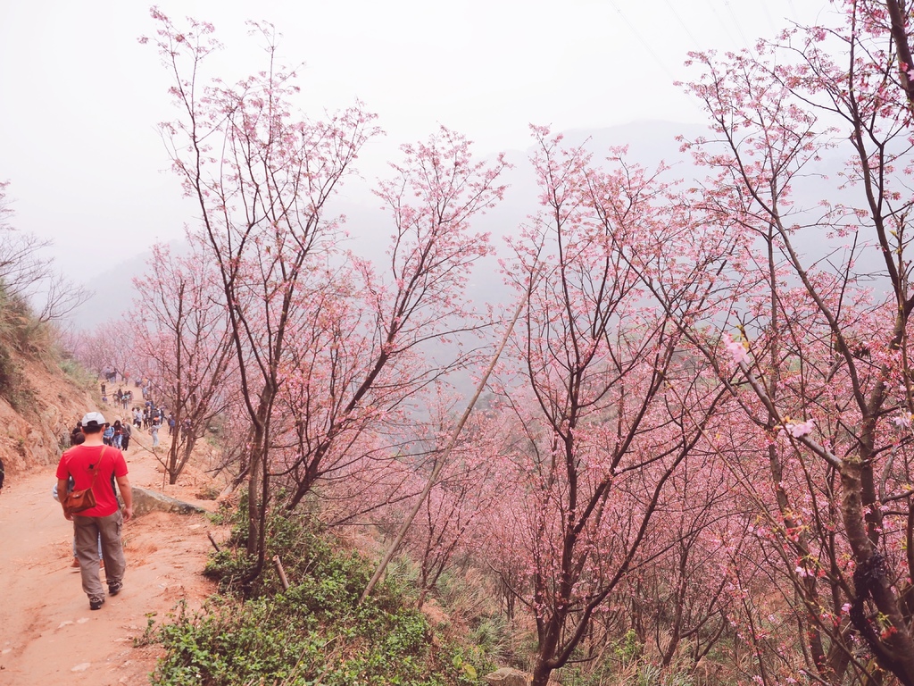 三峽熊空櫻花林22.jpg 三峽熊空櫻花林22.jpg
