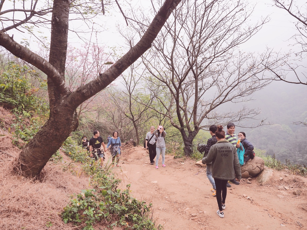 三峽熊空櫻花林8.jpg 三峽熊空櫻花林8.jpg