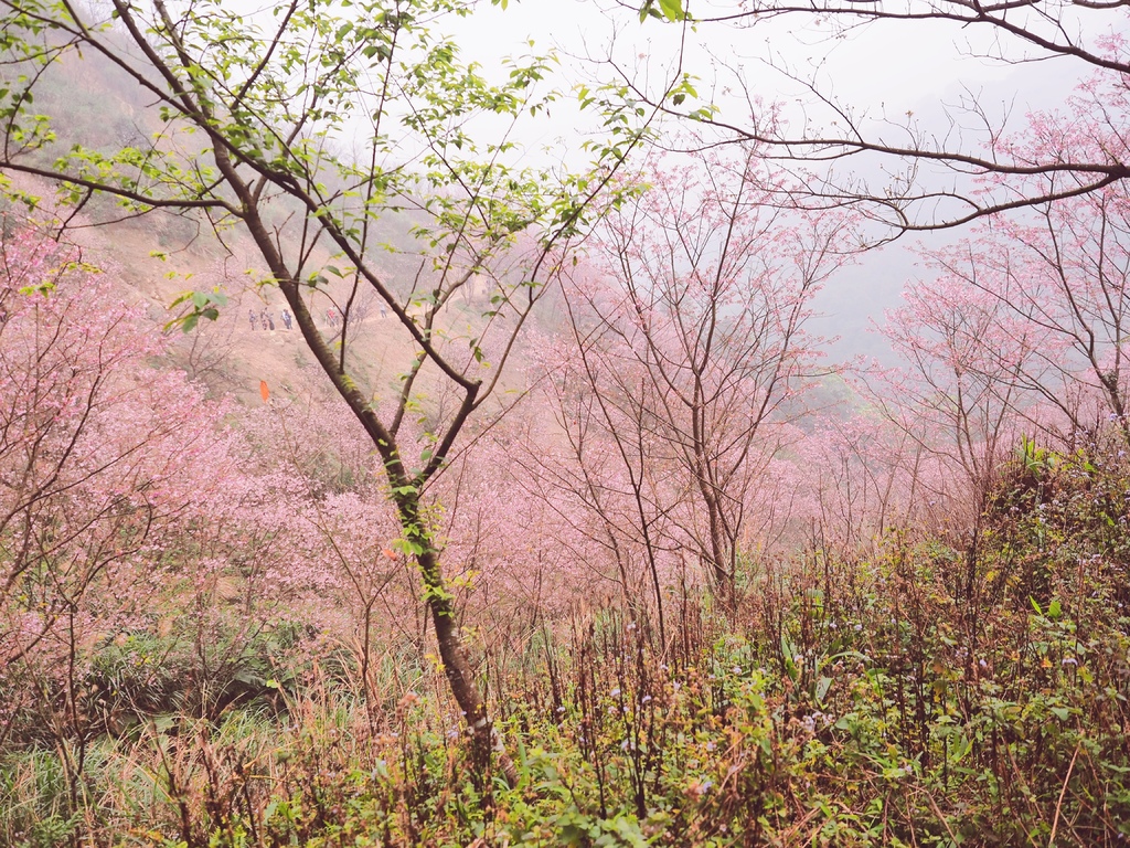 三峽熊空櫻花林18.jpg 三峽熊空櫻花林18.jpg