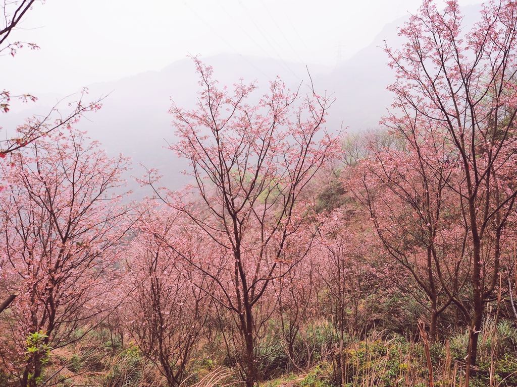 三峽熊空櫻花林21.jpg 三峽熊空櫻花林21.jpg