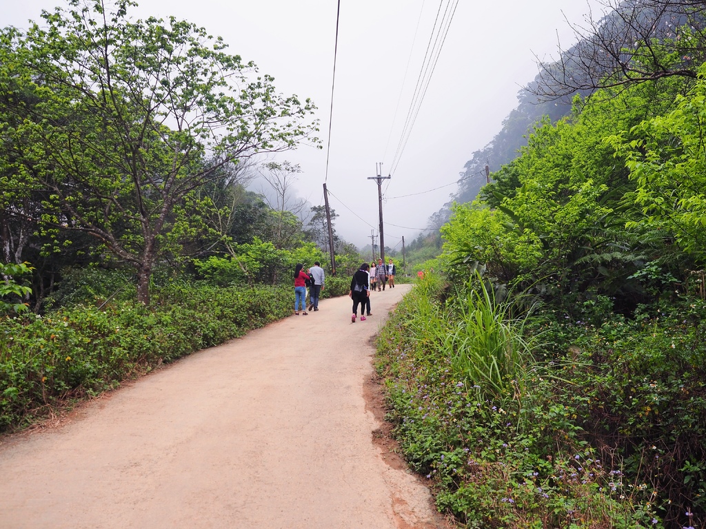 三峽熊空櫻花林3.jpg 三峽熊空櫻花林3.jpg
