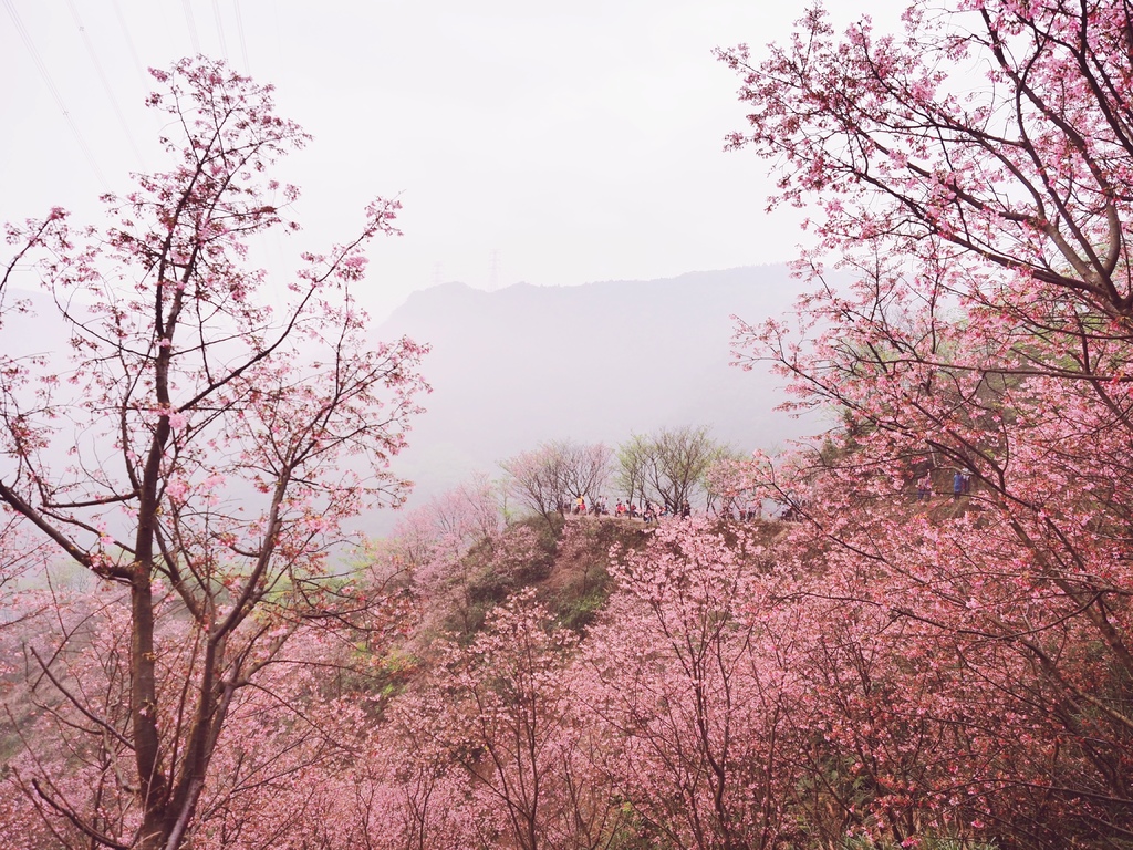 三峽熊空櫻花林23.jpg 三峽熊空櫻花林23.jpg