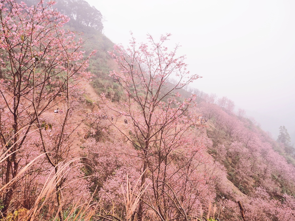 三峽熊空櫻花林17.jpg 三峽熊空櫻花林17.jpg