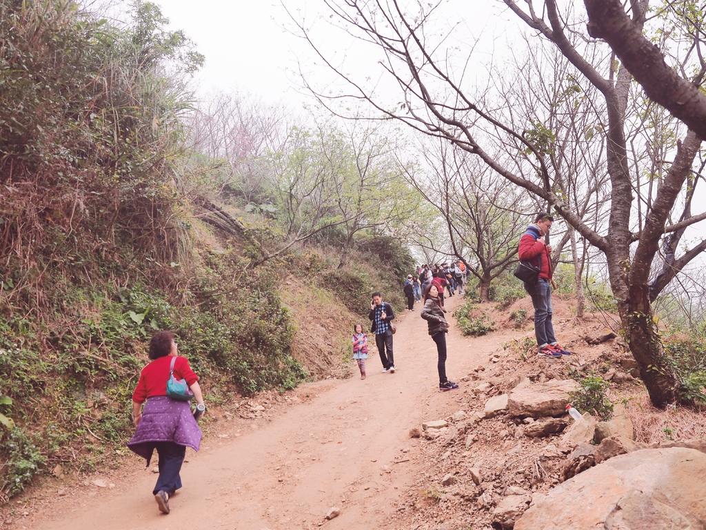 三峽熊空櫻花林7.jpg 三峽熊空櫻花林7.jpg