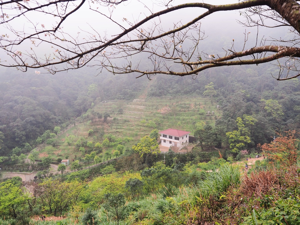 三峽熊空櫻花林6.jpg 三峽熊空櫻花林6.jpg