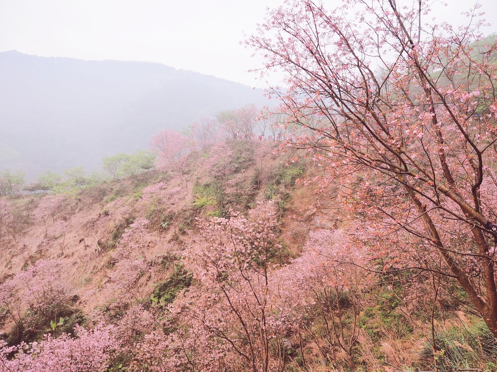 三峽熊空櫻花林30.jpg 三峽熊空櫻花林30.jpg