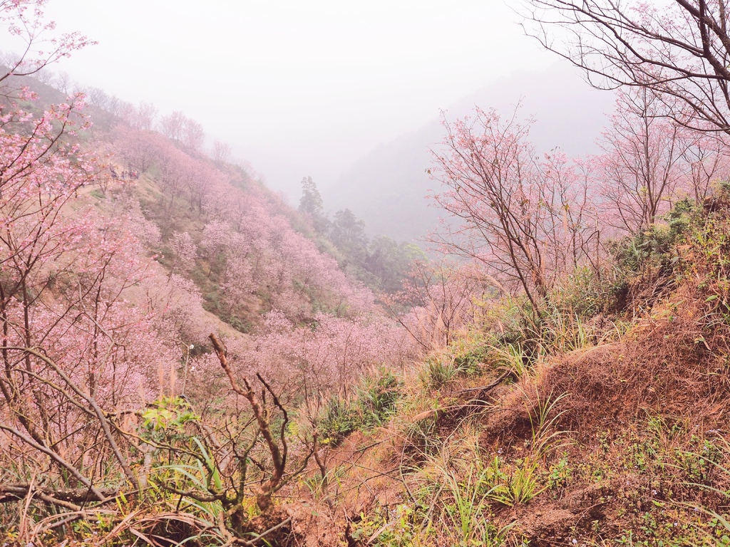 三峽熊空櫻花林16.jpg 三峽熊空櫻花林16.jpg