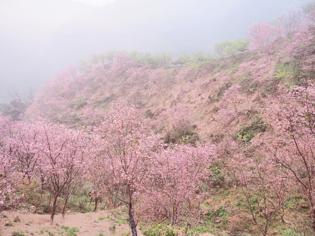 三峽熊空櫻花林28.jpg 三峽熊空櫻花林28.jpg