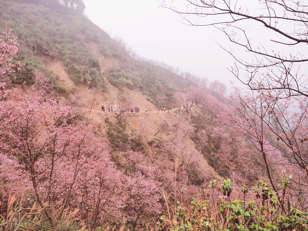 三峽熊空櫻花林12.jpg 三峽熊空櫻花林12.jpg