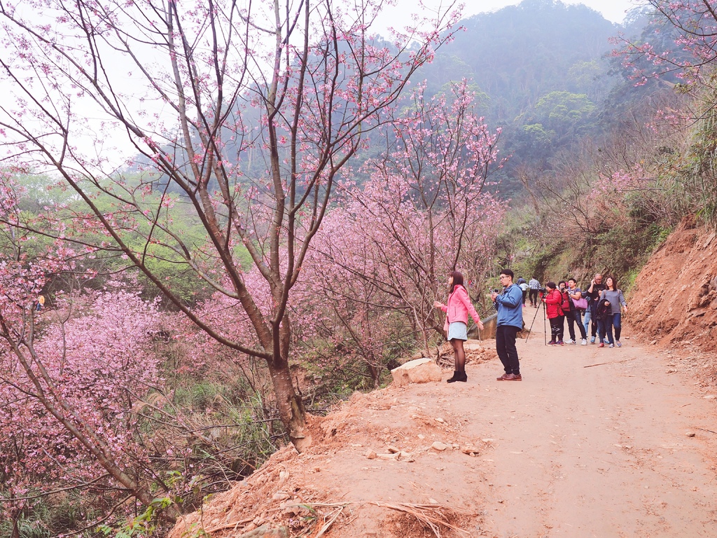 三峽熊空櫻花林26.jpg 三峽熊空櫻花林26.jpg