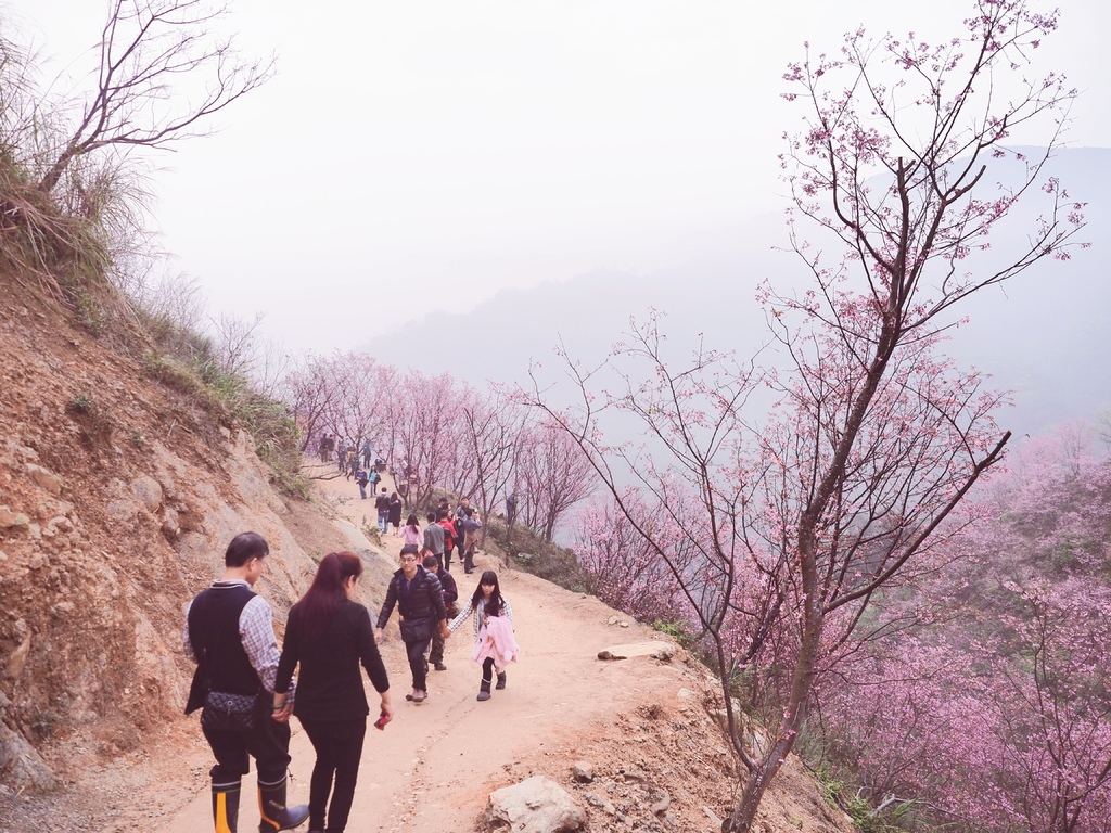 三峽熊空櫻花林25.jpg 三峽熊空櫻花林25.jpg