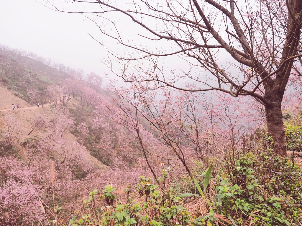 三峽熊空櫻花林13.jpg 三峽熊空櫻花林13.jpg