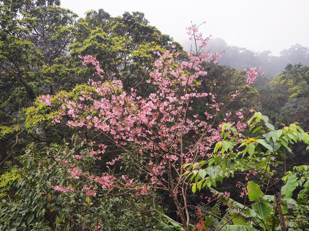 三峽熊空櫻花林4.jpg 三峽熊空櫻花林4.jpg