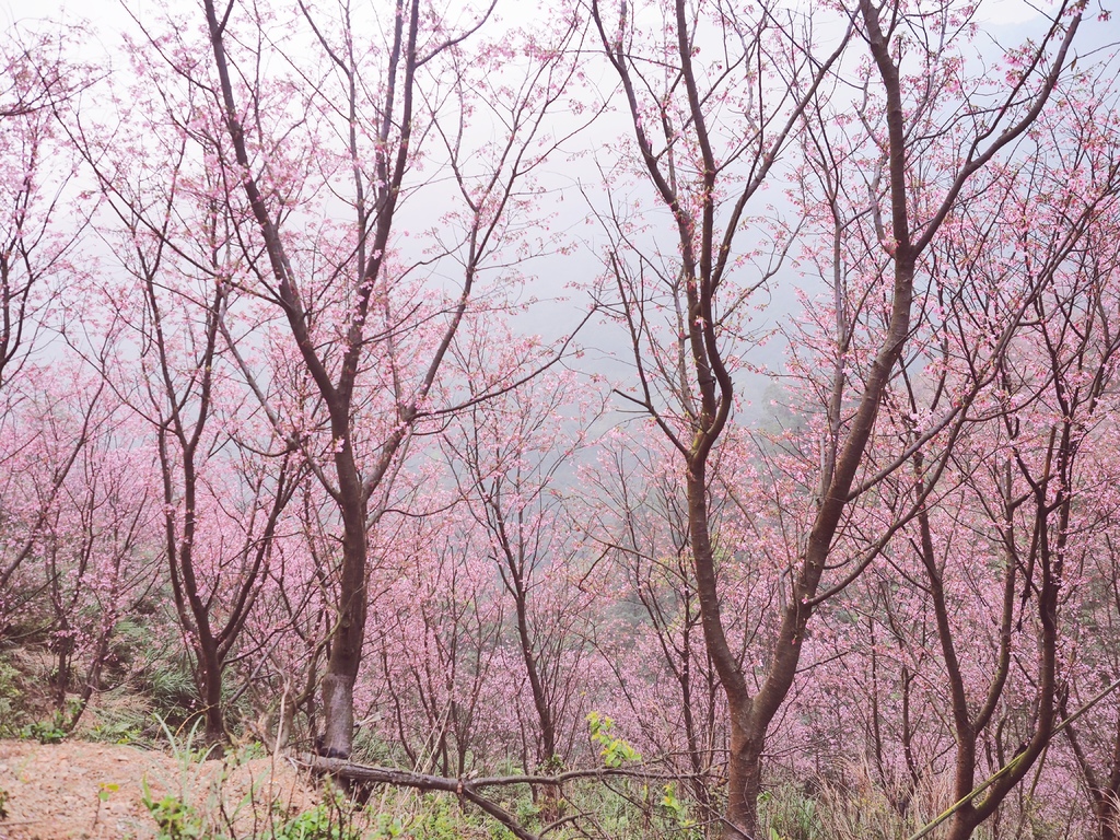 三峽熊空櫻花林32.jpg 三峽熊空櫻花林32.jpg