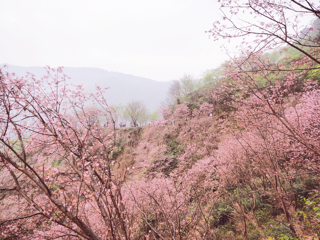 三峽熊空櫻花林27.jpg 三峽熊空櫻花林27.jpg