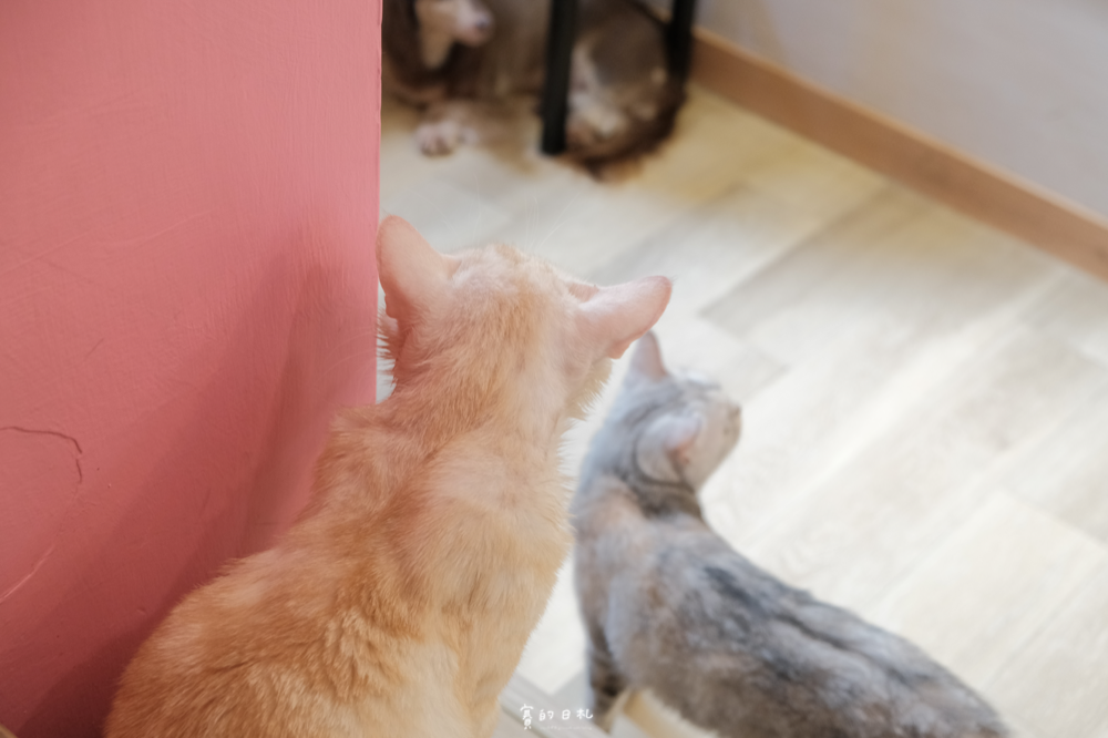 森林小徑文心店 台中美食 台中北屯區餐廳 親子友善 親子餐廳 台中寵物餐廳推薦 寵物友善餐廳 賽的日札_-6.png