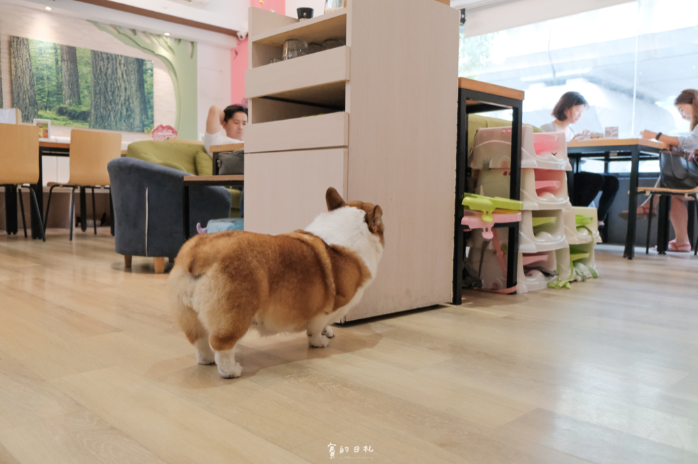 森林小徑文心店 台中美食 台中北屯區餐廳 親子友善 親子餐廳 台中寵物餐廳推薦 寵物友善餐廳 賽的日札_-10.png