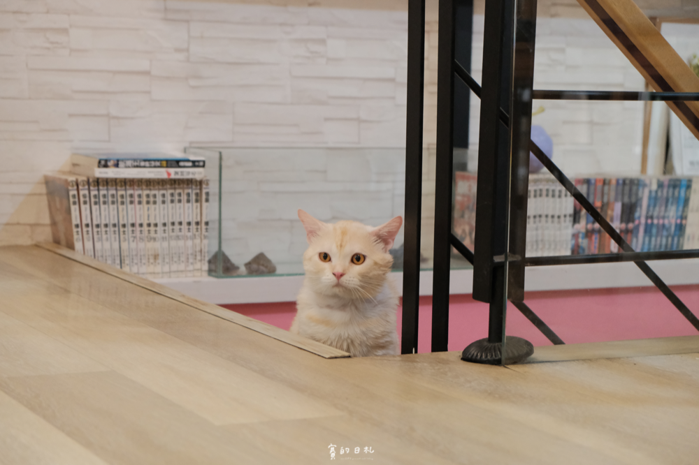 森林小徑文心店 台中美食 台中北屯區餐廳 親子友善 親子餐廳 台中寵物餐廳推薦 寵物友善餐廳 賽的日札_-11.png