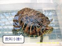 鴨霸王國煙燻滷味：別有一番滋味~ .. 鴨霸王國