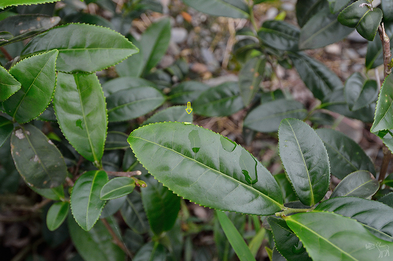 宜蘭冬山河一日遊-推薦新打卡景點:冬山火車站,冬山河生態綠舟,珍珠社區好食光食堂美食,中山社區綠野茶園採茶體驗