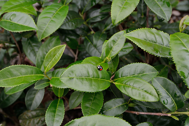 宜蘭冬山河一日遊-推薦新打卡景點:冬山火車站,冬山河生態綠舟,珍珠社區好食光食堂美食,中山社區綠野茶園採茶體驗