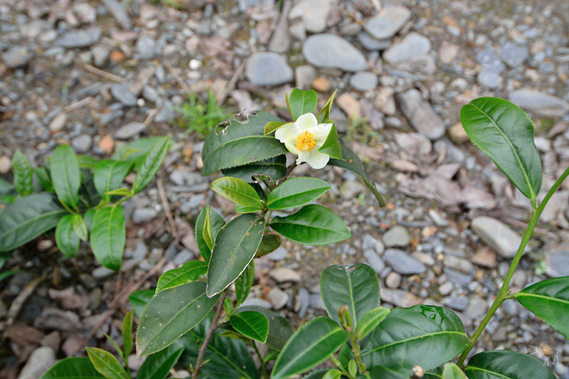 宜蘭冬山河一日遊-推薦新打卡景點:冬山火車站,冬山河生態綠舟,珍珠社區好食光食堂美食,中山社區綠野茶園採茶體驗
