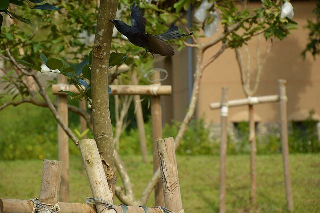 東山河生態綠舟35 東山河生態綠舟35