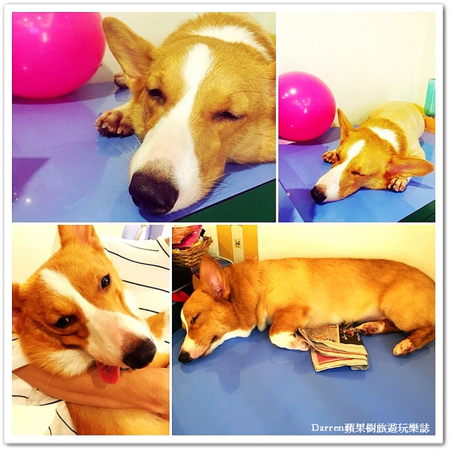 『桃園市』Venus cafe(維納斯咖啡館)●複合式咖啡館提供中式簡餐早午餐/有寵物出沒的餐廳/義大利麵/焗烤燉飯/鍋物/毛小孩餐廳