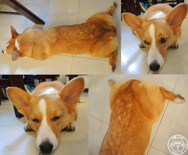 維納斯咖啡 Venus cafe：呷飽祙【桃園･Venus cafe維納斯咖啡】萌犬公關陪用餐