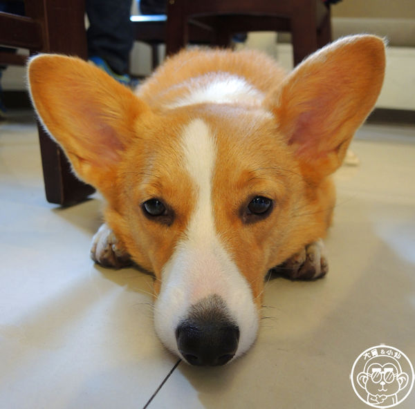 維納斯咖啡 Venus cafe：呷飽祙【桃園･Venus cafe維納斯咖啡】萌犬公關陪用餐