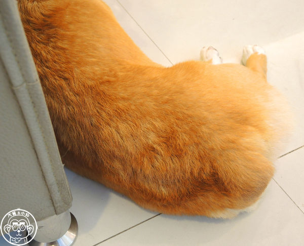 維納斯咖啡 Venus cafe：呷飽祙【桃園･Venus cafe維納斯咖啡】萌犬公關陪用餐