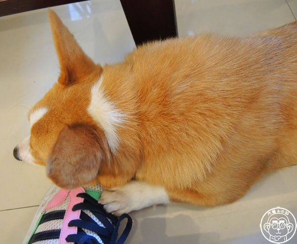 維納斯咖啡 Venus cafe：呷飽祙【桃園･Venus cafe維納斯咖啡】萌犬公關陪用餐