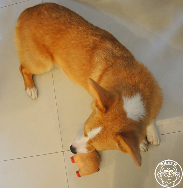 維納斯咖啡 Venus cafe：呷飽祙【桃園･Venus cafe維納斯咖啡】萌犬公關陪用餐