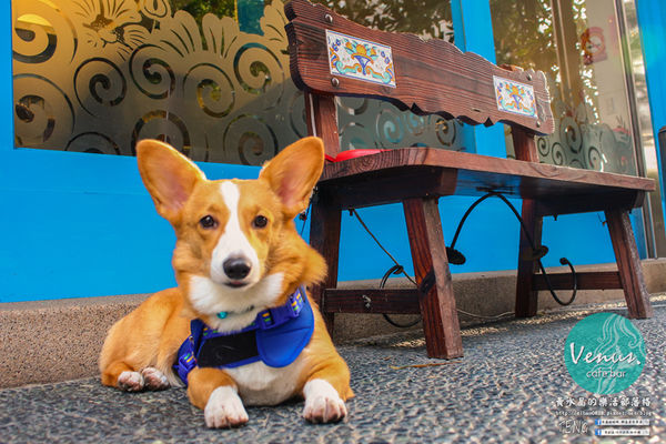 Venus cafe(維納斯咖啡)|桃園市/桃園區  (希臘氛圍，客製化咖啡拉花；中西餐點“維納斯”通通都有)