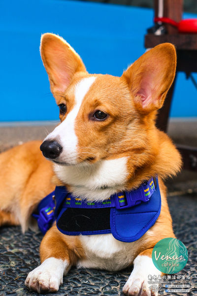 Venus cafe(維納斯咖啡)|桃園市/桃園區  (希臘氛圍，客製化咖啡拉花；中西餐點“維納斯”通通都有)