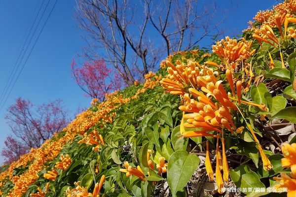 【苗栗/銅鑼】環保公園