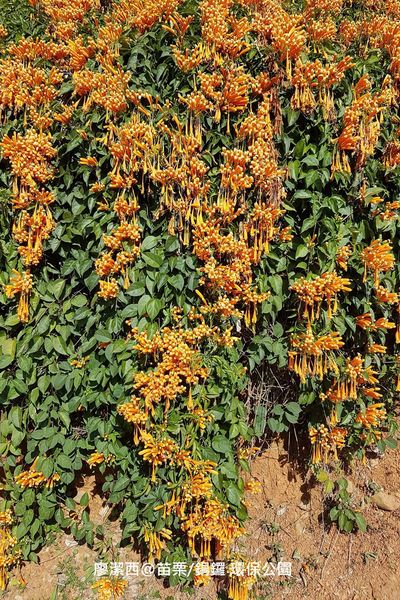 【苗栗/銅鑼】環保公園